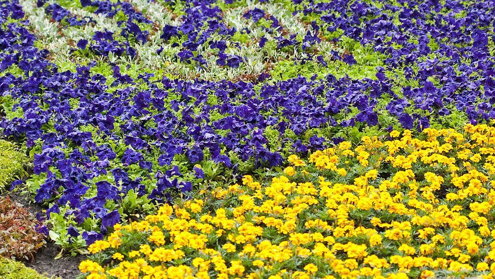 Крупнейший цветочный флаг Украины появится в Киеве Крупнейший цветочный флаг Украины появится в Киеве