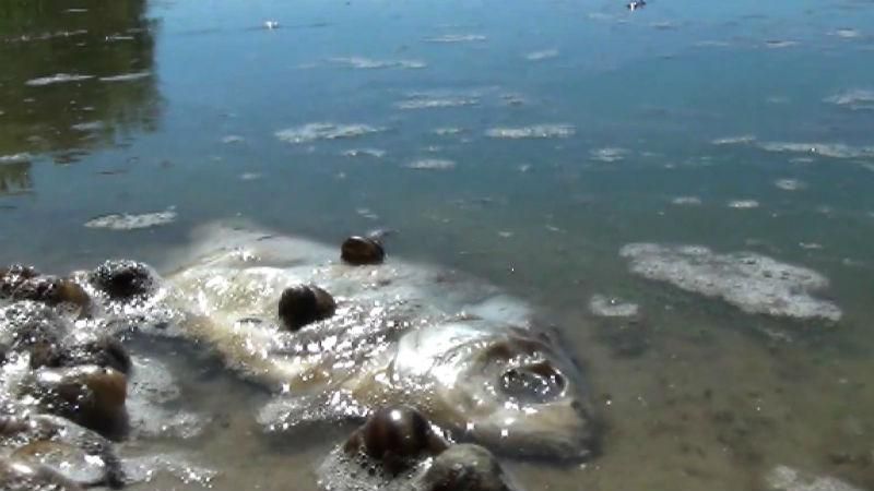 Экологическое бедствие: тонны мертвой рыбы выбросило на берег озера на Волыни Экологическое бедствие: тонны мертвой рыбы выбросило на берег озера на Волыни