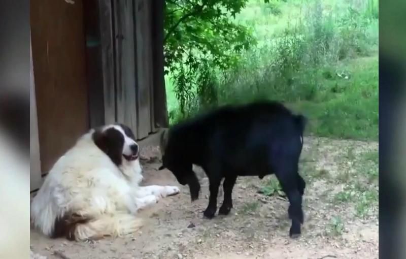 Практична порада від сенбернара, як поводити себе у напруженій ситуації Практична порада від сенбернара, як поводити себе у напруженій ситуації