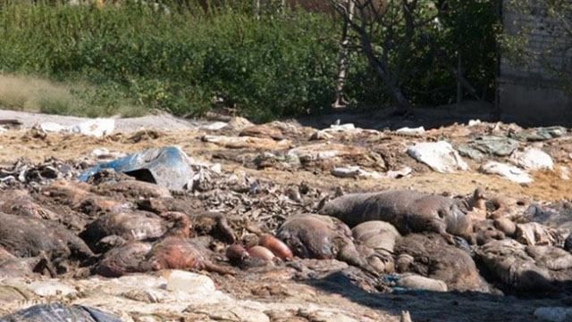 Парасюк показал видео, как подо Львовом гниют тонны мертвых животных (18+) Парасюк показал видео, как подо Львовом гниют тонны мертвых животных (18+)