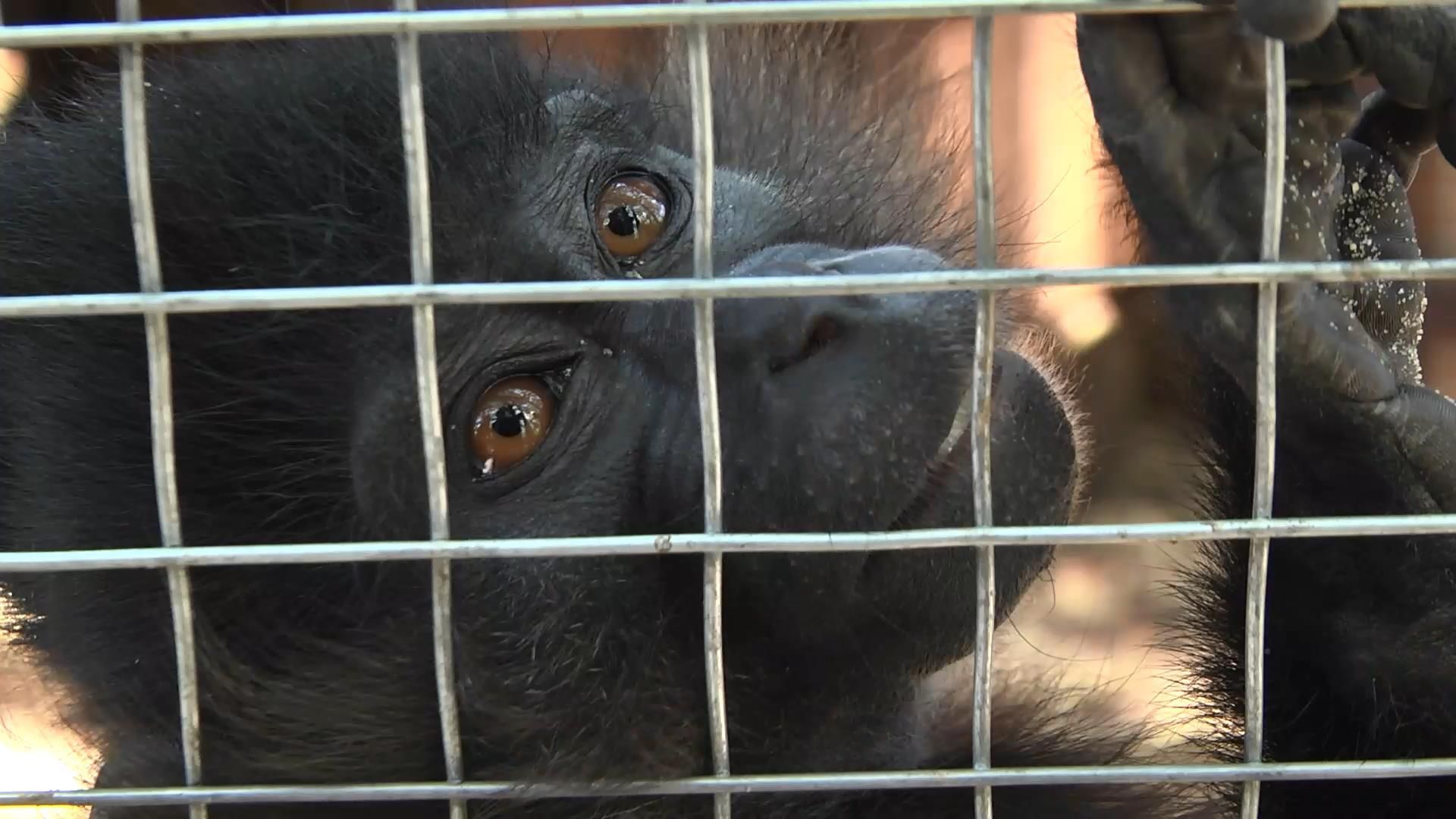 Дітям дозволили обіймати тварин у зоопарках нового типу Дітям дозволили обіймати тварин у зоопарках нового типу