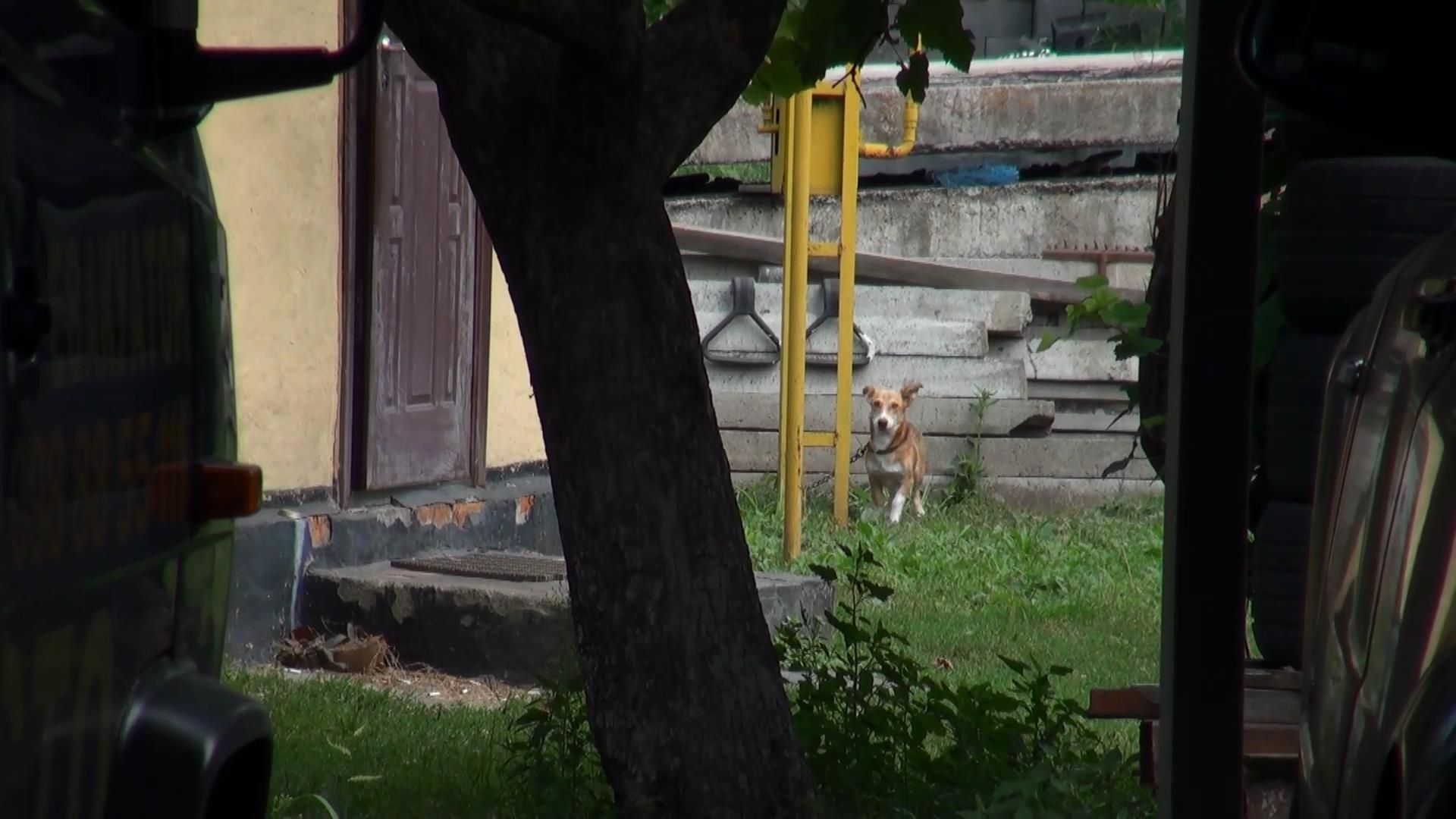 Садист знущався над собакою, підвісивши його догори дриґом Садист знущався над собакою, підвісивши його догори дриґом