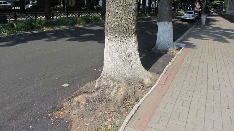 В Полтаве деревья закатали в асфальт вместе с дорогой