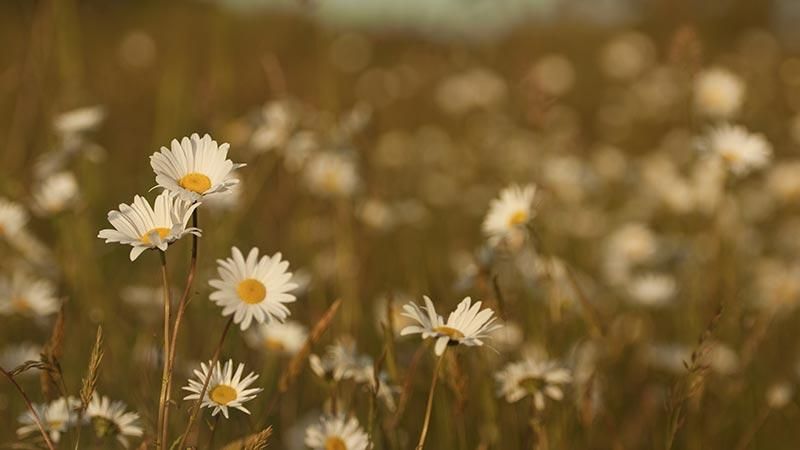 В Україну повернеться тепло В Україну повернеться тепло