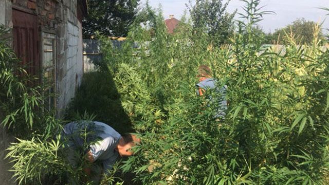На подвір'ї у жителя Донеччини знайшли коноплі на 300 тисяч гривень