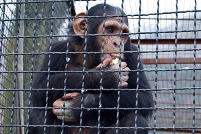 Мавпа відкусила палець немовляті з Маріуполя