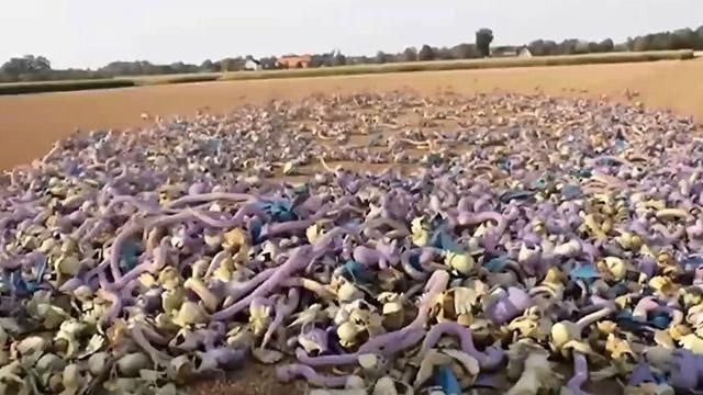 В мережі показали, звідки беруться покемони В мережі показали, звідки беруться покемони