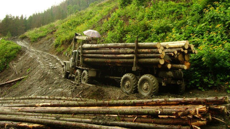 Журналисты разоблачили циничную схему массовой вырубки леса на 20 миллионов гривен
