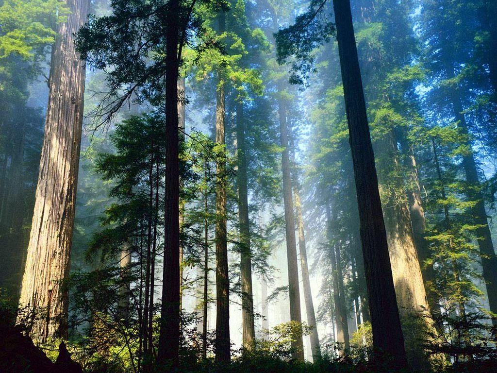 30-метровое дерево чудом спасло пилота после аварии 30-метровое дерево чудом спасло пилота после аварии