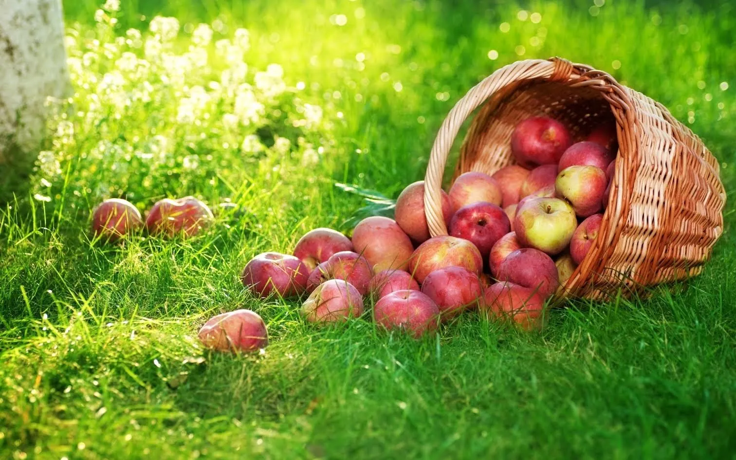 Яблучний Спас: історія свята, прикмети, що можна і не можна робити в цей день 