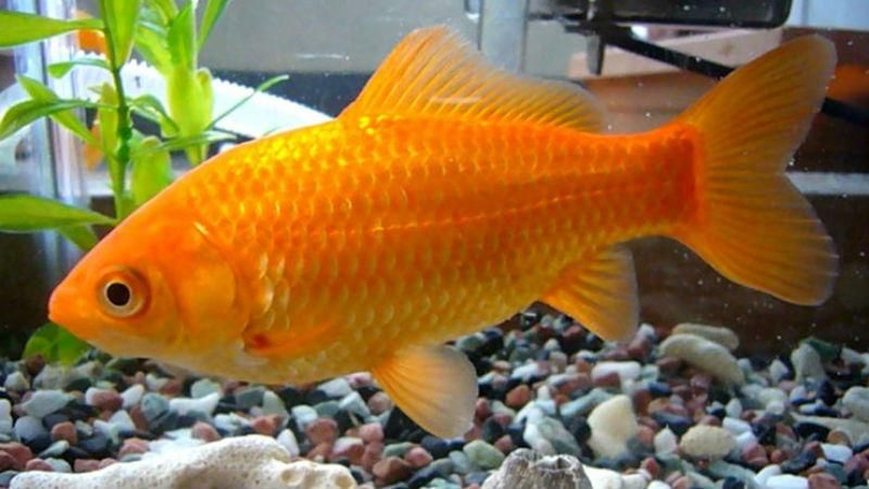 Золотые рыбки могут быть опасными, – исследование