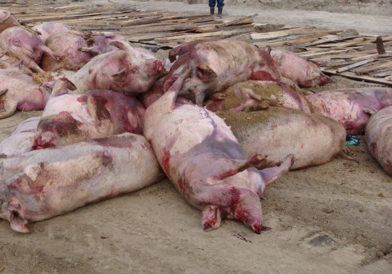 Спалах африканської чуми зафіксували на півдні України Спалах африканської чуми зафіксували на півдні України