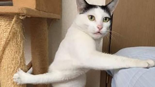 Кіт у чудернацькій позі став зіркою мережі Кіт у чудернацькій позі став зіркою мережі