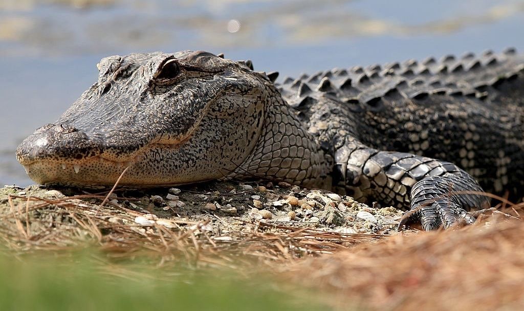 Хулиганы принесли в школу трех крокодилов Хулиганы принесли в школу трех крокодилов