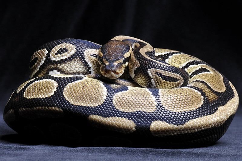 Патрульні в Полтаві зловили пітона-втікача Патрульні в Полтаві зловили пітона-втікача