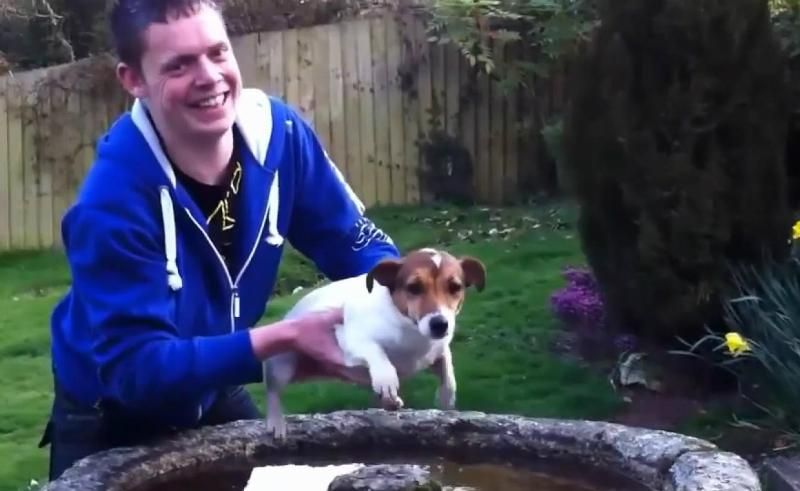 Заплив без води: як собаки гребуть у повітрі Заплив без води: як собаки гребуть у повітрі