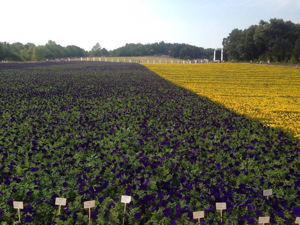 Українці створили найбільший у світі прапор з живих квітів Українці створили найбільший у світі прапор з живих квітів
