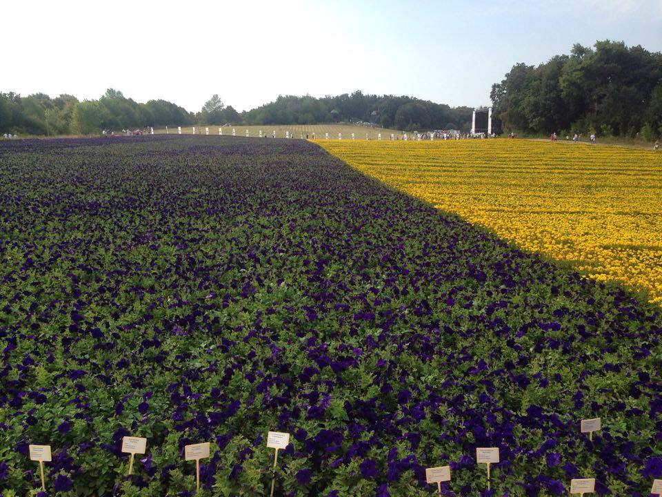 Украинцы создали самый большой в мире флаг из живых цветов