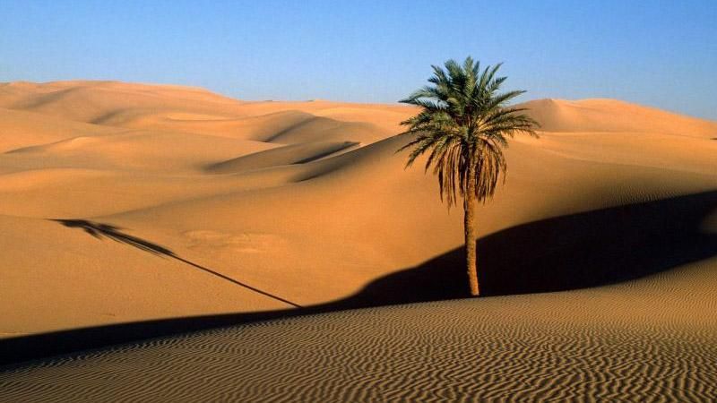 Ученые нашли способ "оживить" пустыни
