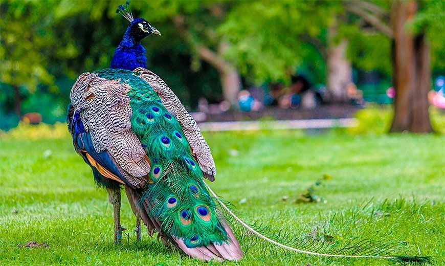 Украинские павлины подняли на уши российских пограничников Украинские павлины подняли на уши российских пограничников