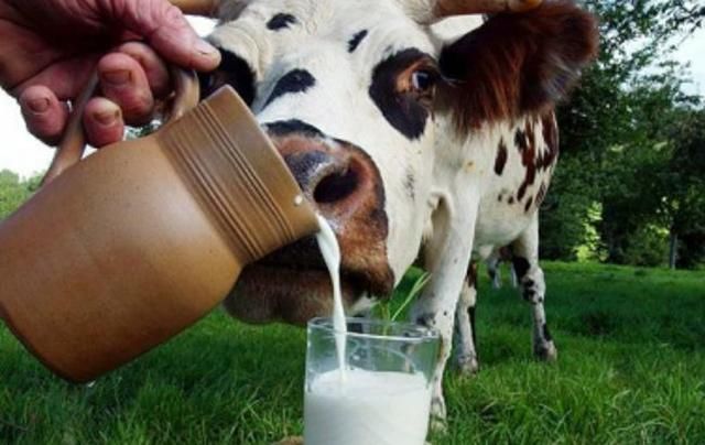 Американці випускатимуть молоко, не використовуючи корів