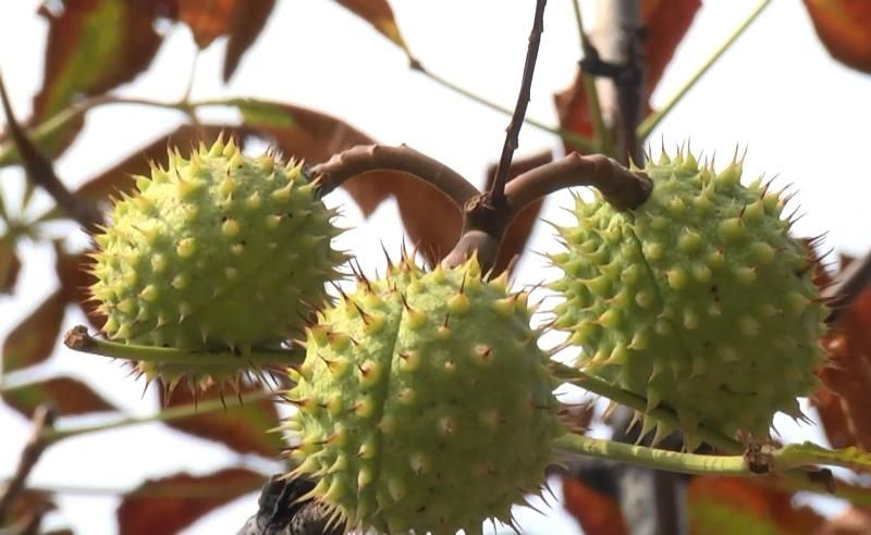 Что случилось с каштанами на Крещатике Что случилось с каштанами на Крещатике