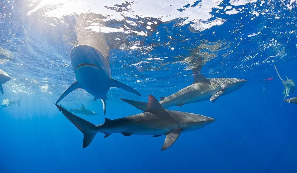 Обама зробив щедрий подарунок природі Обама зробив щедрий подарунок природі