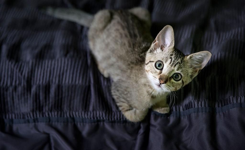 Волонтеры оригинальным способом ищут дома для бездомных животных Волонтеры оригинальным способом ищут дома для бездомных животных