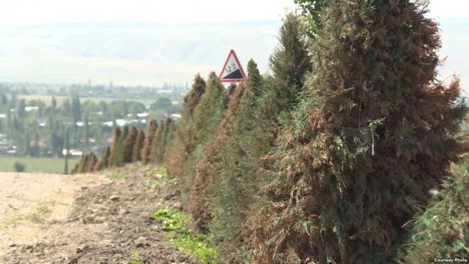 Ялинки пофарбували до саміту СНД у Киргизстані