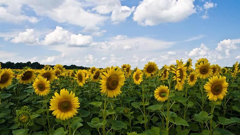 Жарко и сухо: с какой погоды начнется неделя Жарко и сухо: с какой погоды начнется неделя