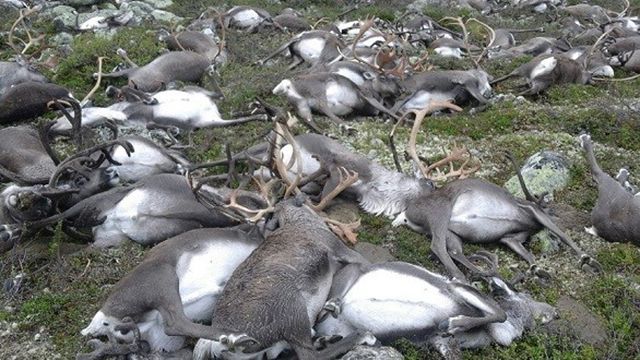 Від одного удару блискавки в Норвегії загинуло понад 300 оленів