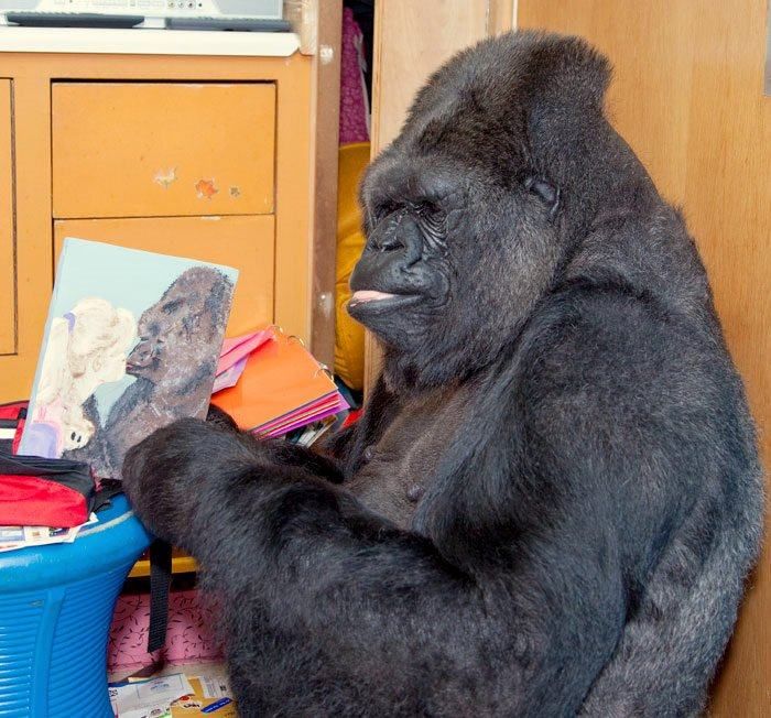 Найрозумніша мавпа зіграла на бас-гітарі музиканта RHCP Найрозумніша мавпа зіграла на бас-гітарі музиканта RHCP