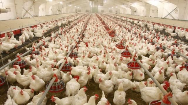 Оккупационная "власть" Крыма незаконно распоряжается птицефабрикой AVANGARDCO в Крыму Оккупационная "власть" Крыма незаконно распоряжается птицефабрикой AVANGARDCO в Крыму