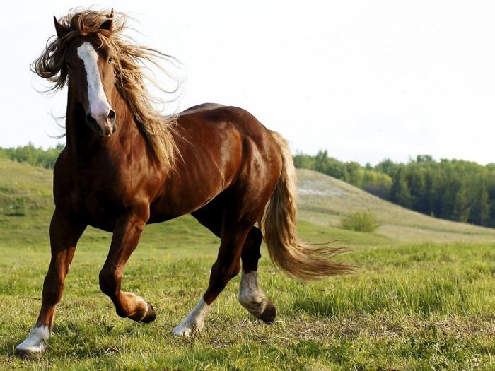 Хотя бы коня дайте, – майор из АТО написал рапорт в штаб