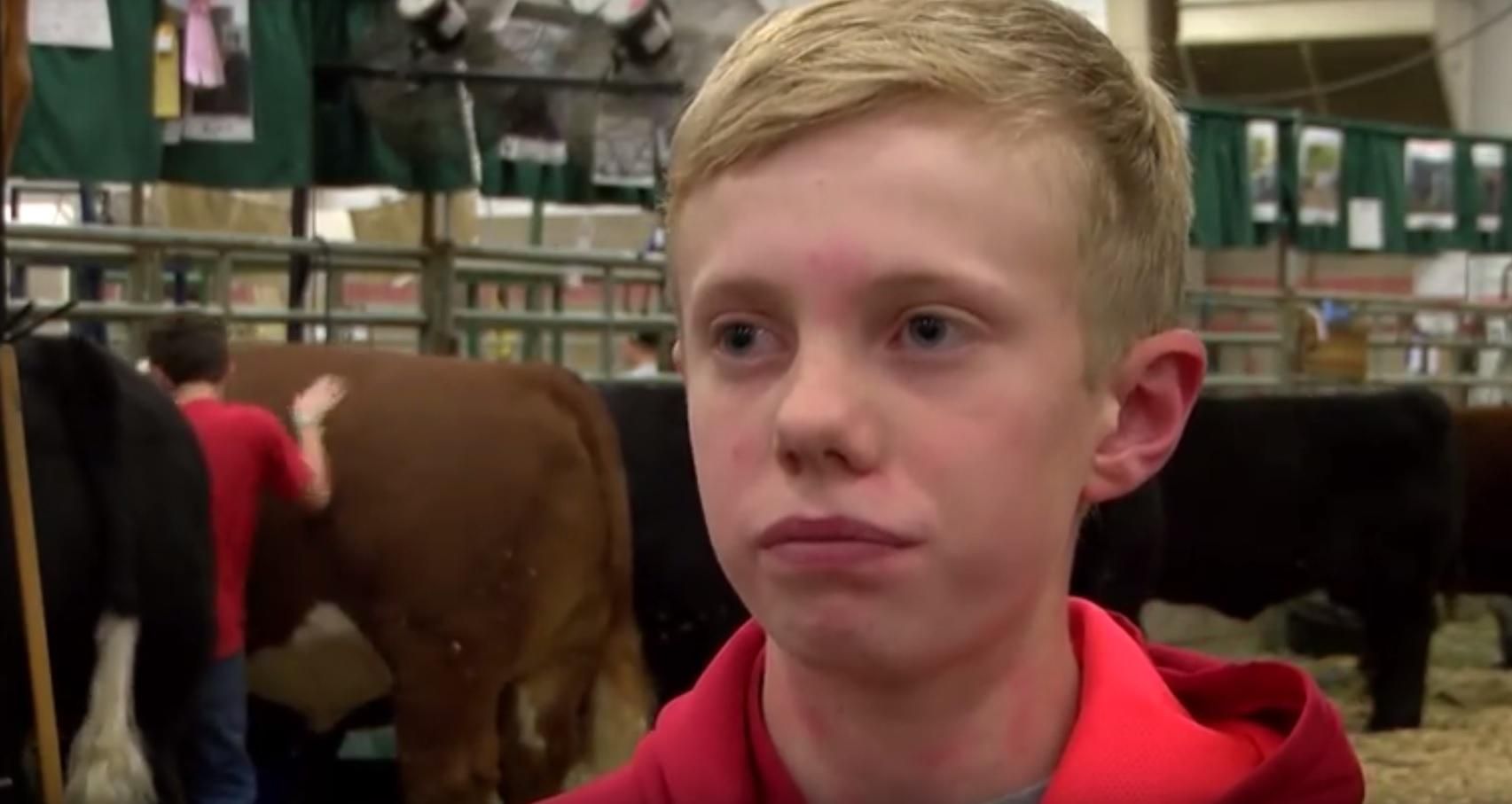 Як корови помстились школяру-бешкетнику Як корови помстились школяру-бешкетнику