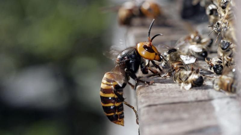 Шершні на смерть покусали чоловіка Шершні на смерть покусали чоловіка
