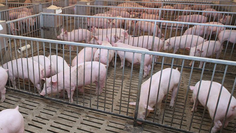 Беларусь временно отказалась от украинской свинины