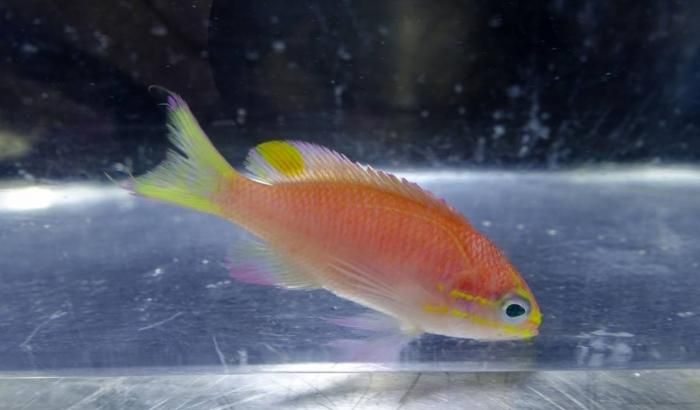 Новий вид риби назвуть на честь Обами Новий вид риби назвуть на честь Обами