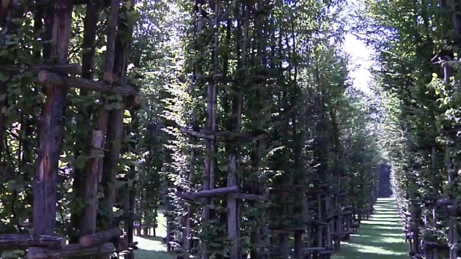 Як будують храми із живих дерев: вражаючі технології
