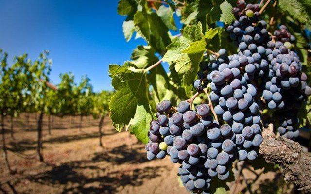 Крым потерял половину урожая винограда