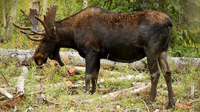 Авто збило лося під Києвом: з'явилось відео Авто збило лося під Києвом: з'явилось відео
