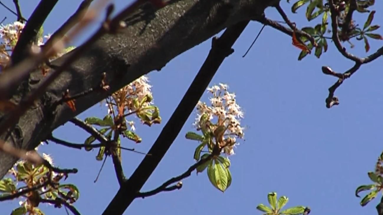 Из-заа теплой осени в Виннице случилось аномальное явление Из-заа теплой осени в Виннице случилось аномальное явление