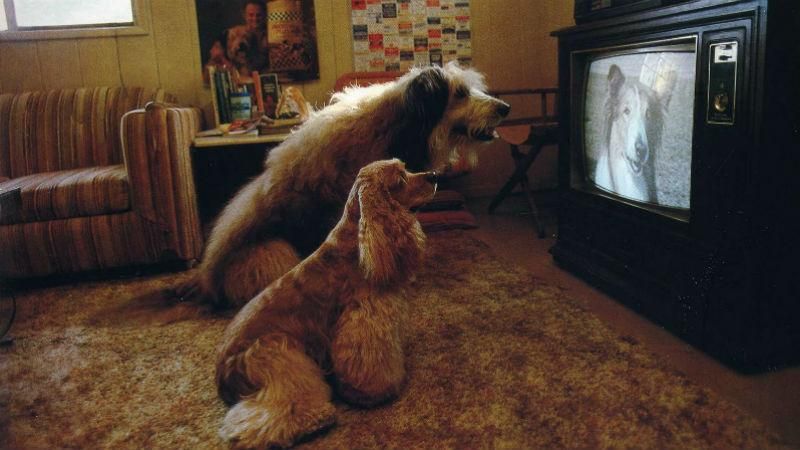 Смотрят ли собаки телевизор: ученые поразили новым исследованиям