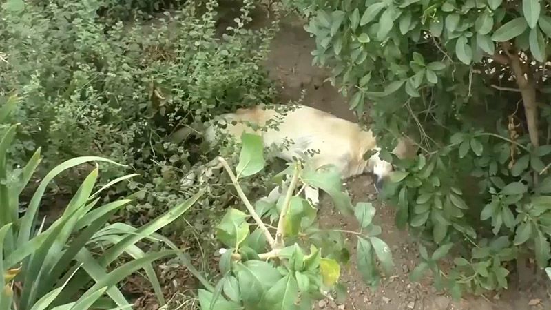 Самопровозглашенные власти Керчи массово убивают бездомных собак