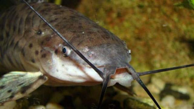 Девушке на голову, во время прогулки, упала трехкилограммовая рыба Девушке на голову, во время прогулки, упала трехкилограммовая рыба