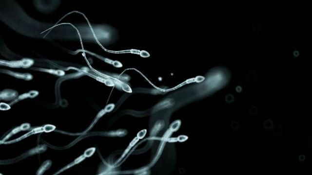 Ученые заявили, что научились создавать мужскую сперму