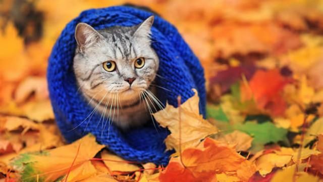 В Україну сунуть заморозки В Україну сунуть заморозки