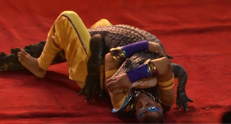 Это вам не собачки, – дрессировщик, который приручил крокодилов Это вам не собачки, – дрессировщик, который приручил крокодилов