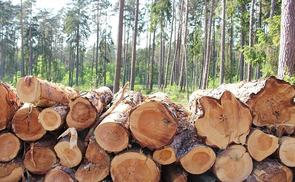 Сумна статистика: скільки лісу в Україні вирубали