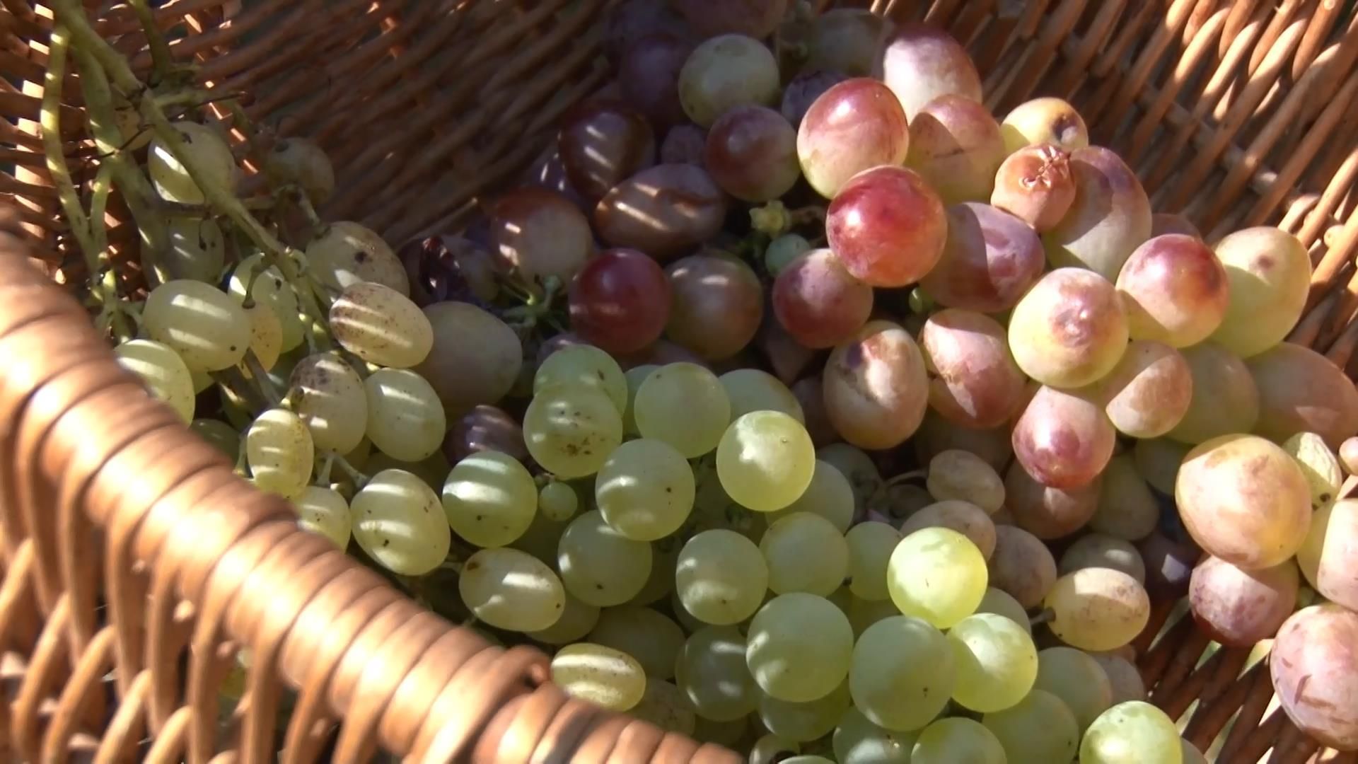 Необычный музей винограда, где вином лечат от болезней Необычный музей винограда, где вином лечат от болезней